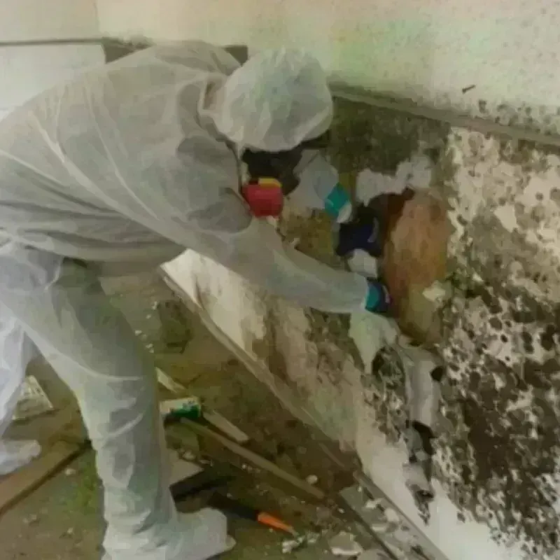 Mold Remediation and Removal in Appalachia, VA